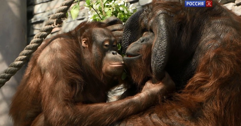 Орангутанг Бату и его спутница жизни Мишель