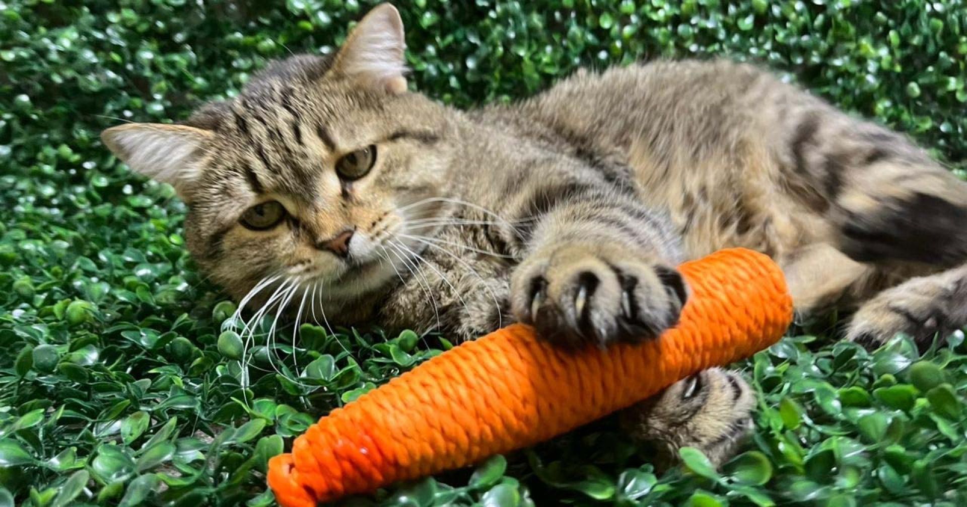 кот