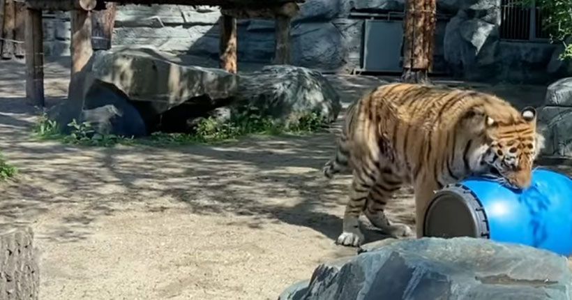 тигр из новосибирского зоопарка