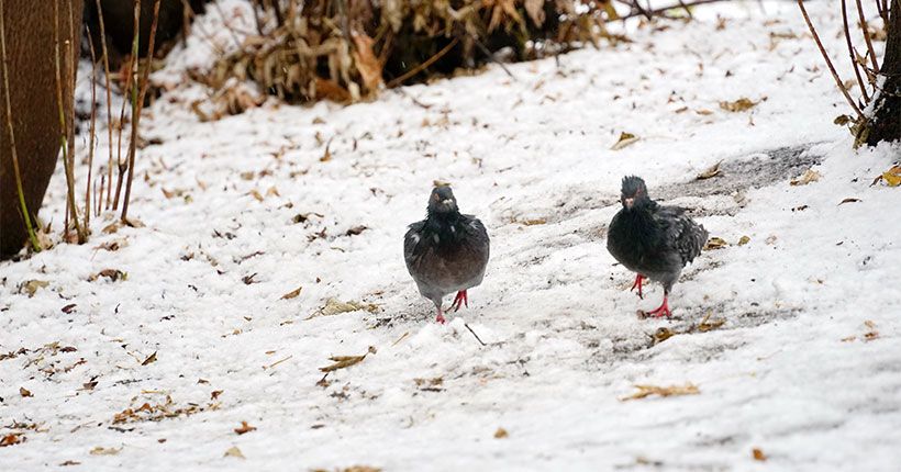 голуби идут по первому снегу