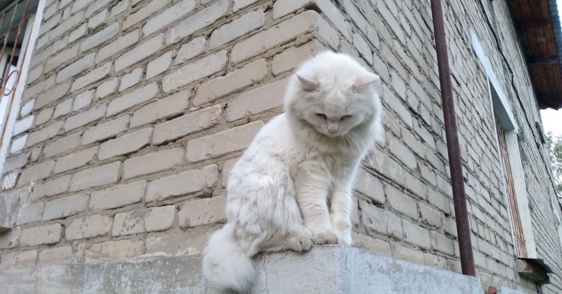 котик на приступке у дома