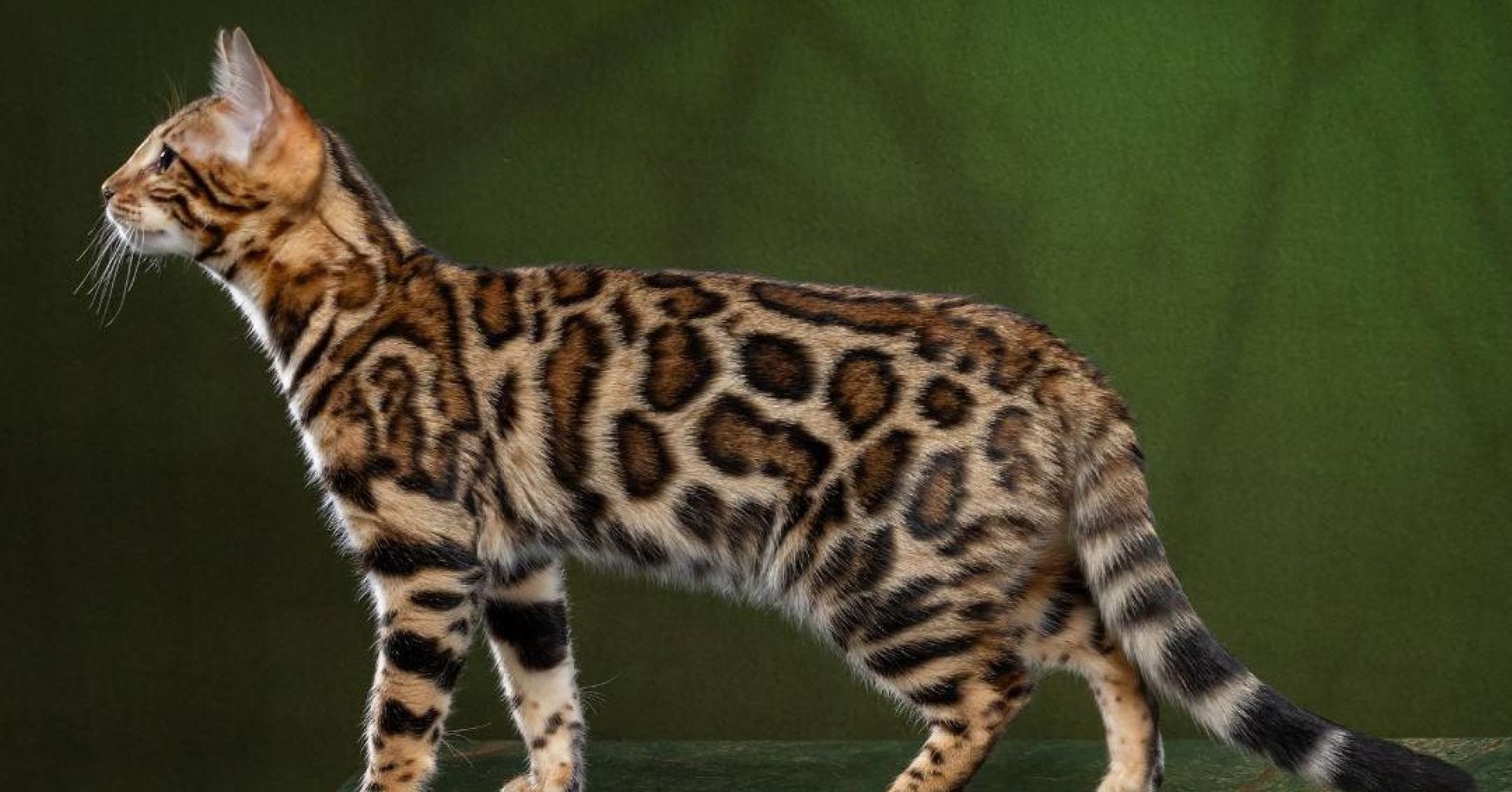 кошечка