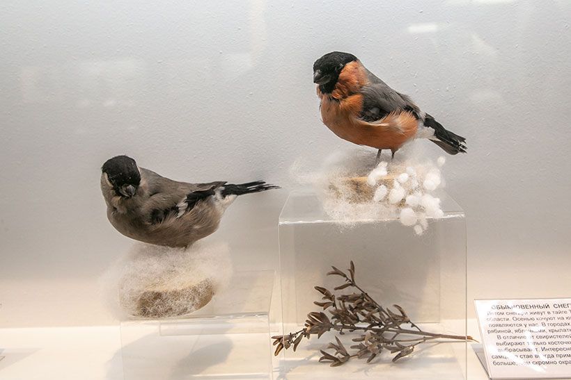 птицы в музее