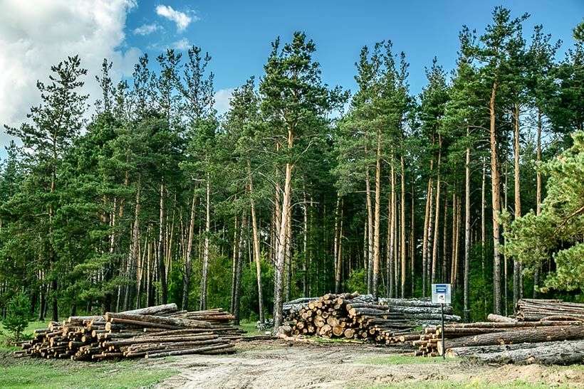 Лесное хозяйство картинки