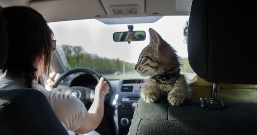 кот-пассажир в машине
