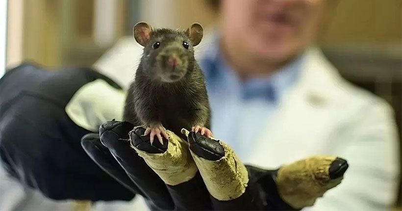 генетик с подопытной мышью