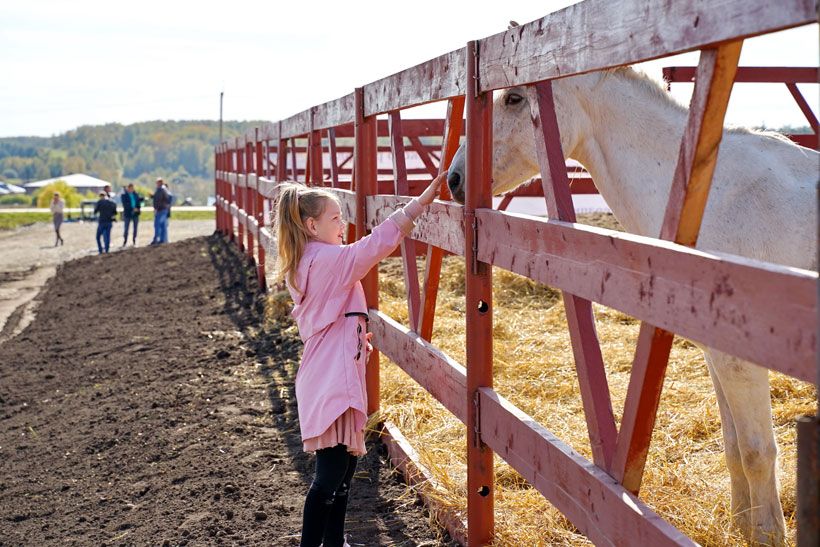 девочка кормит коня