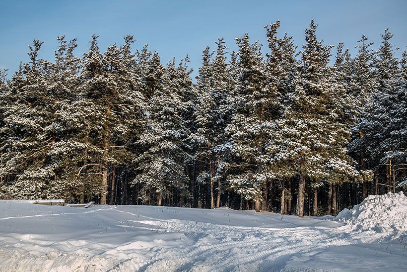 Сузунский зимний лес