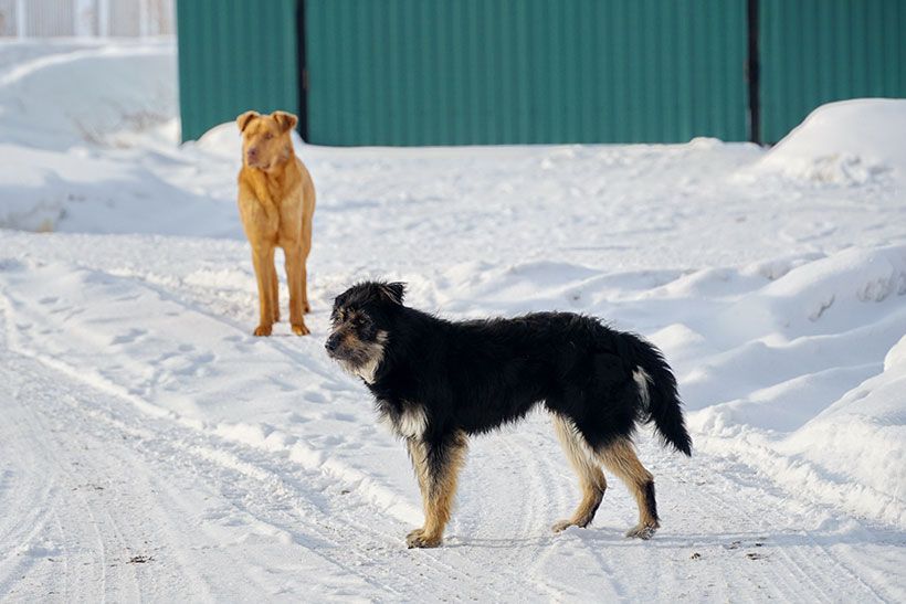 Бродячие собаки зимой на улице