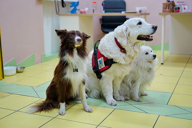 Три собаки сидят в ожидании своих пациентов