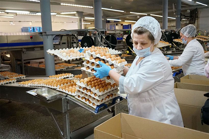 Работница птицефабрики поднимает упаковку яиц