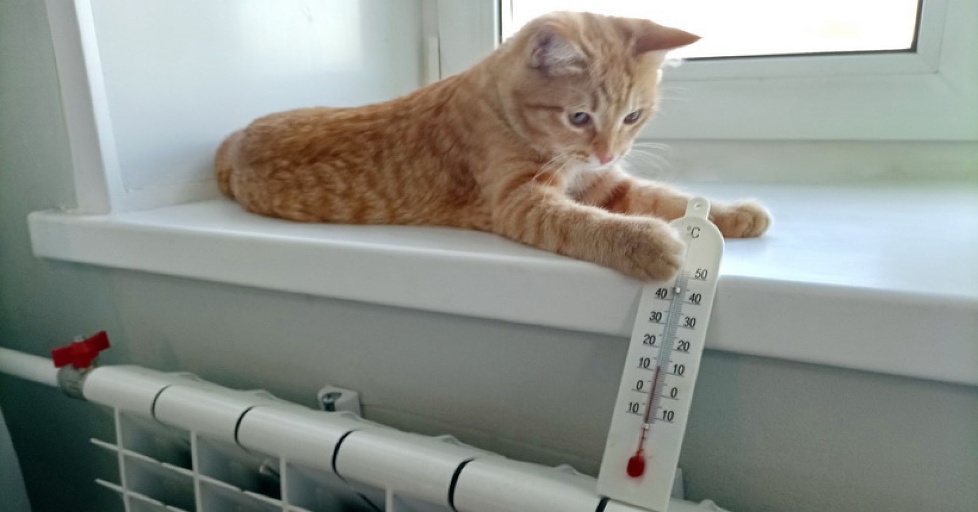 котик на подоконнике