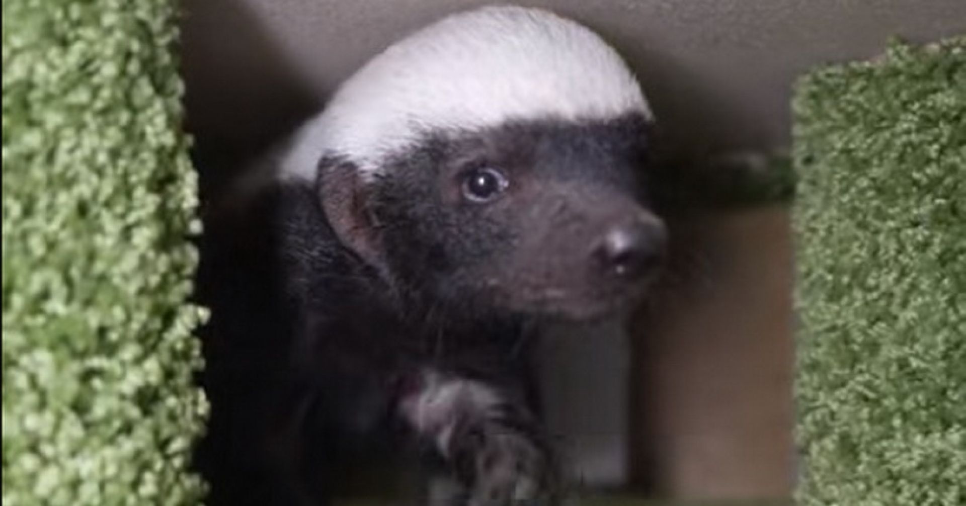 детёныш медоеда