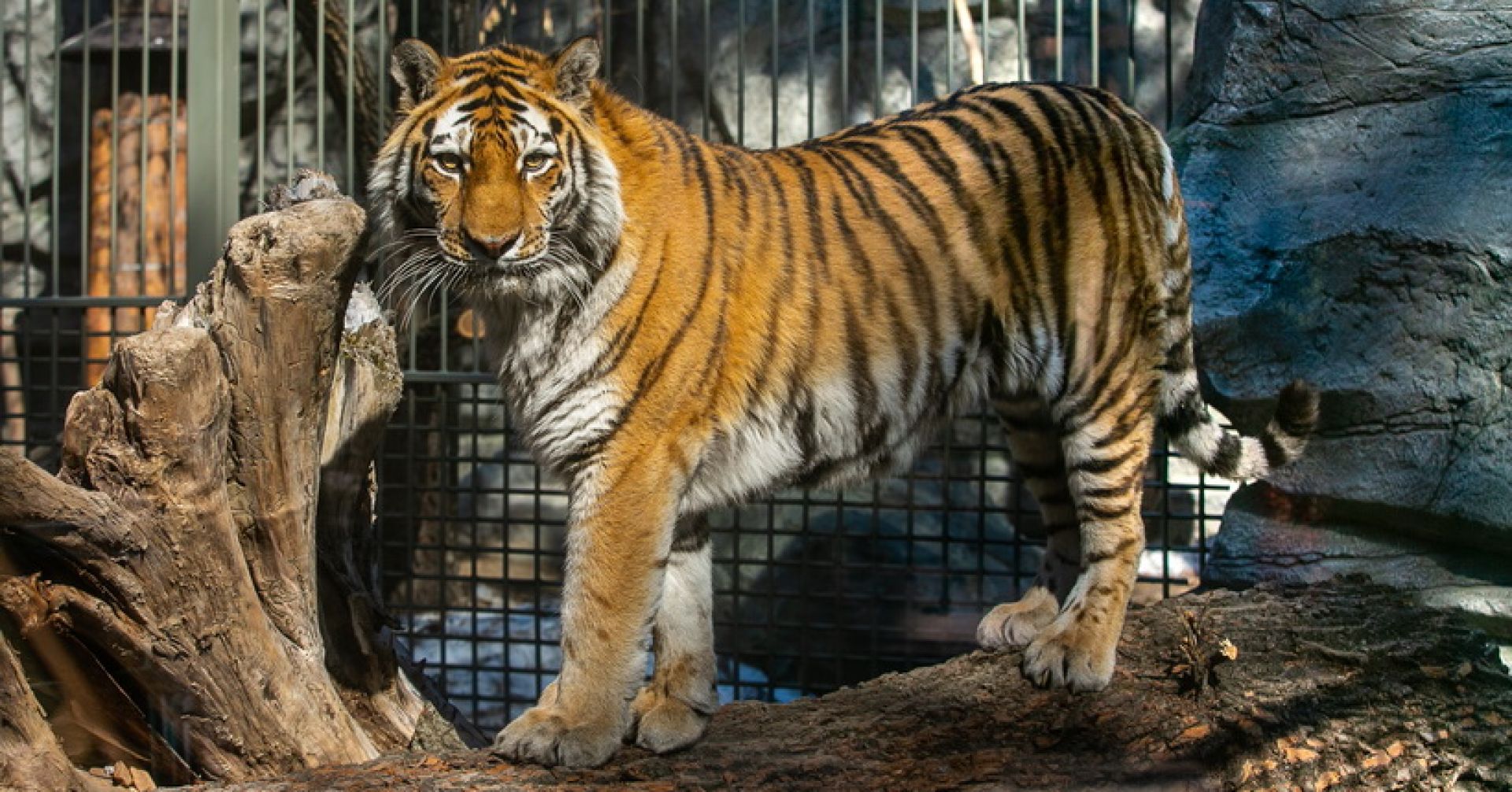 тигр в Новосибирском зоопарке