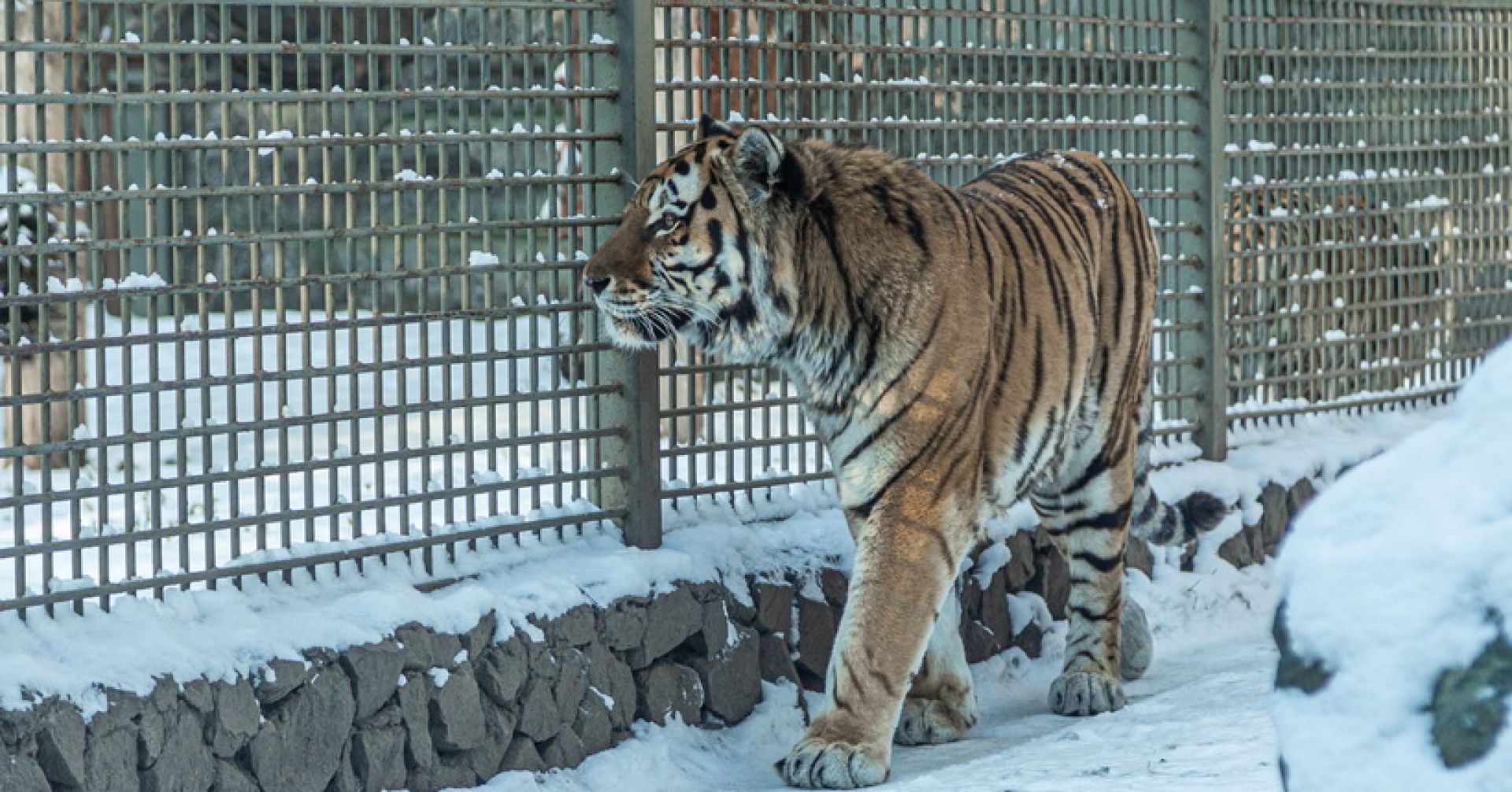 тигр в зоопарке