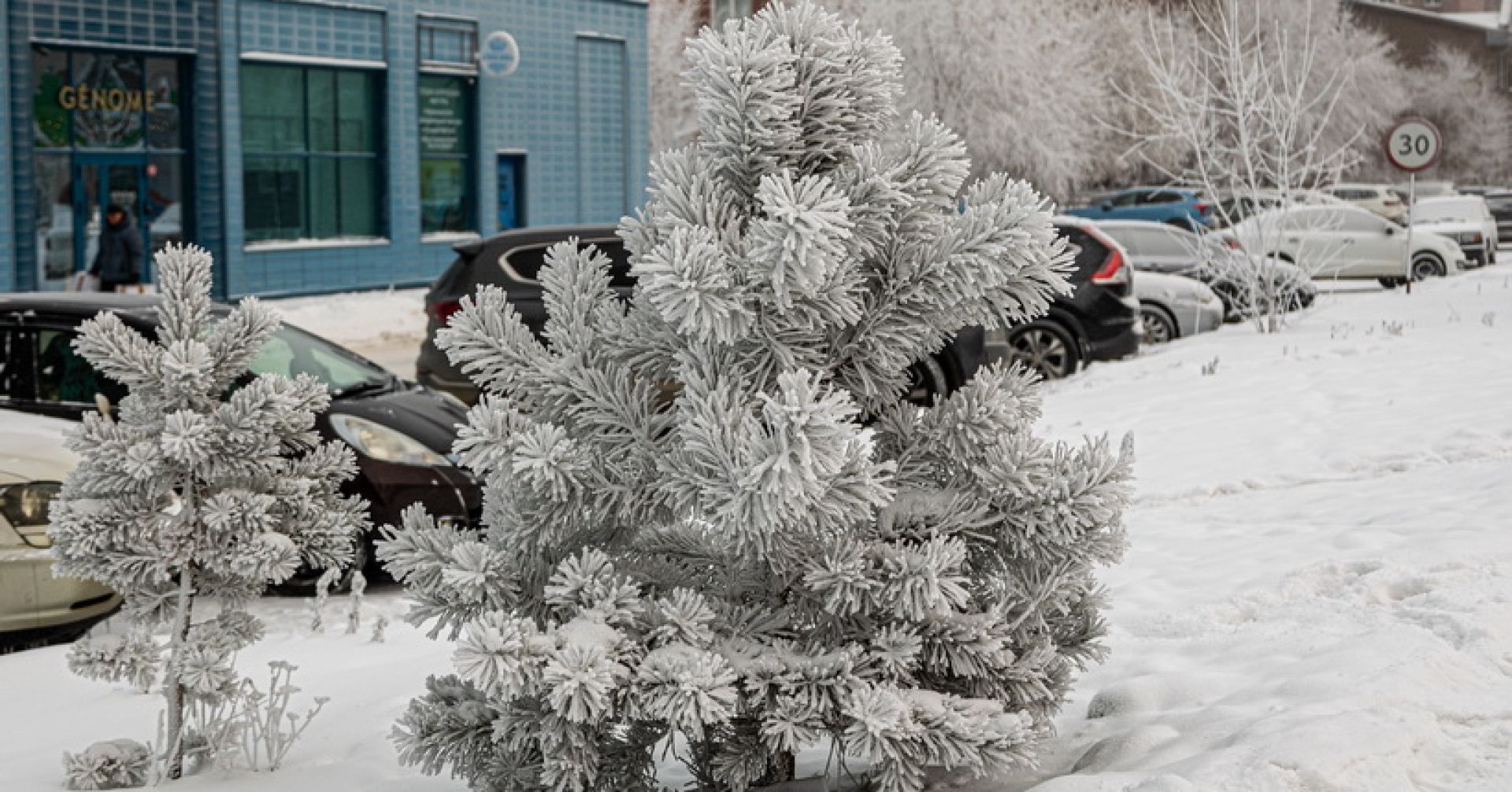 заиндевевшая ёлочка