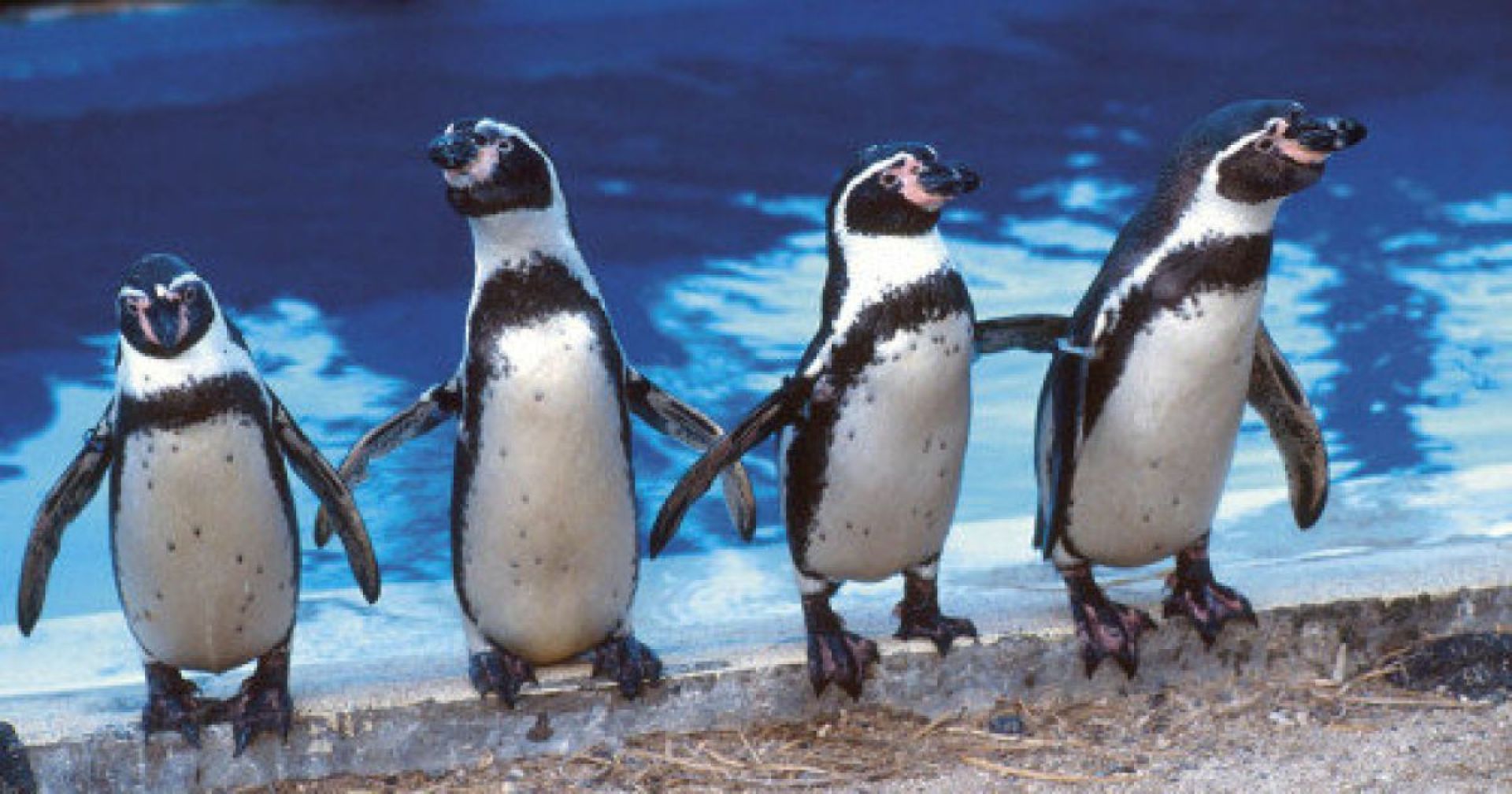 Пингвин гумбольдта. Магелланов Пингвин. Пингвины Гумбольдта рост. Пингвин Гумбольдта Чили.