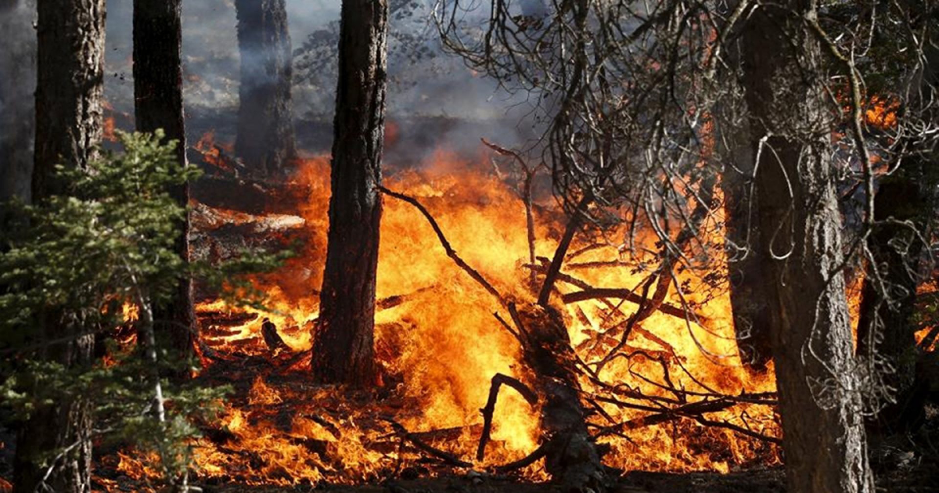 Лесные пожары статьи. Пожар в лесу. Природные пожары. Лесные и торфяные пожары. Лес в огне.