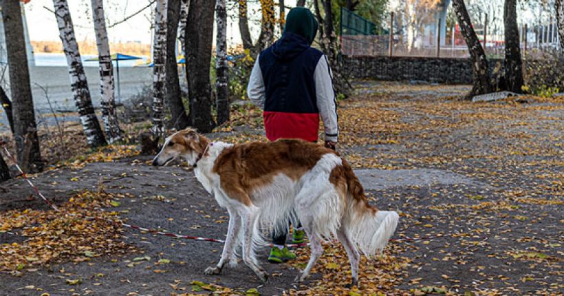 дама с собачкой