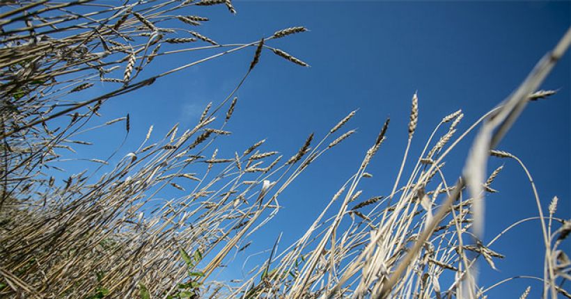 пшеница на фоне неба