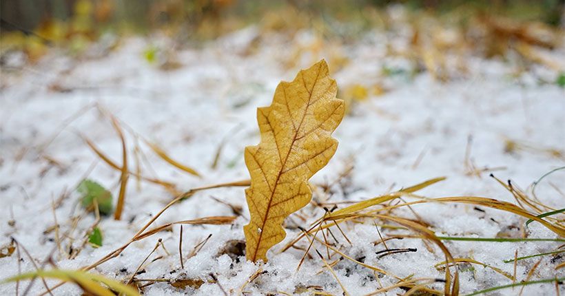 зимний пейзаж с дубовым листком