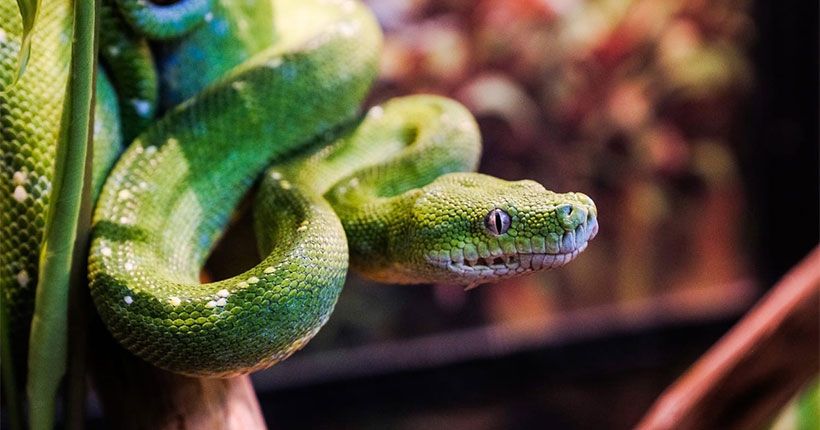 зелёный змей