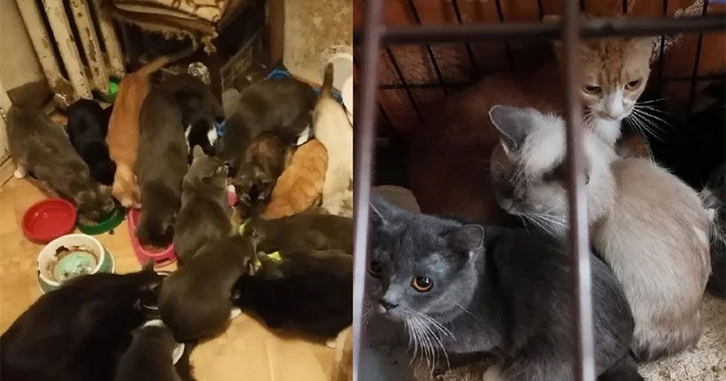 квартира с котами