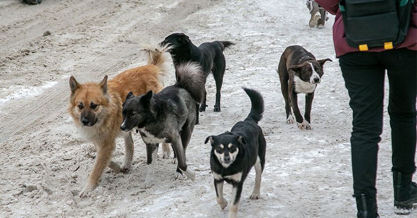 бродячие собаки