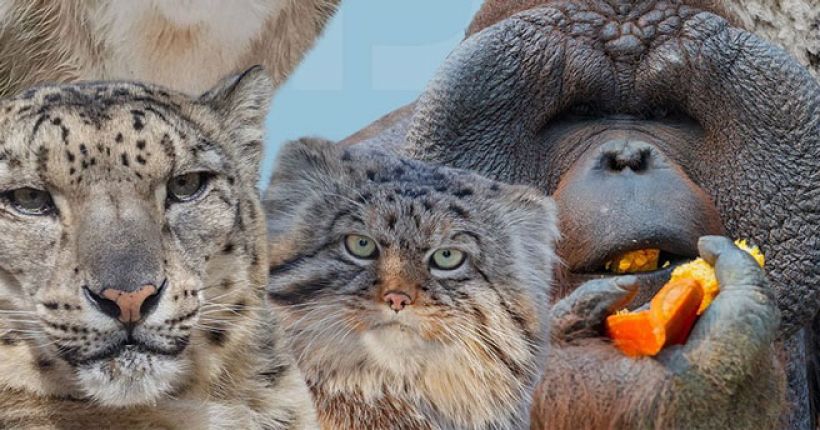 животные зоопарка