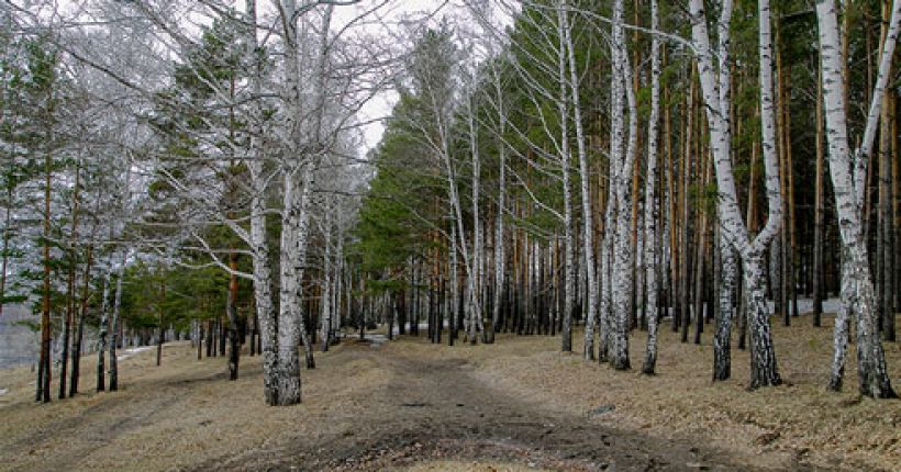 лес берёзовый