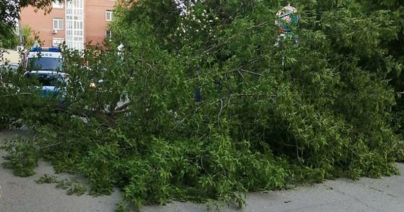 тополь