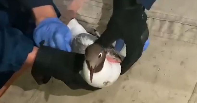 чайка