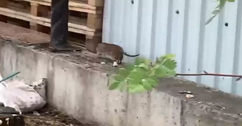крыса