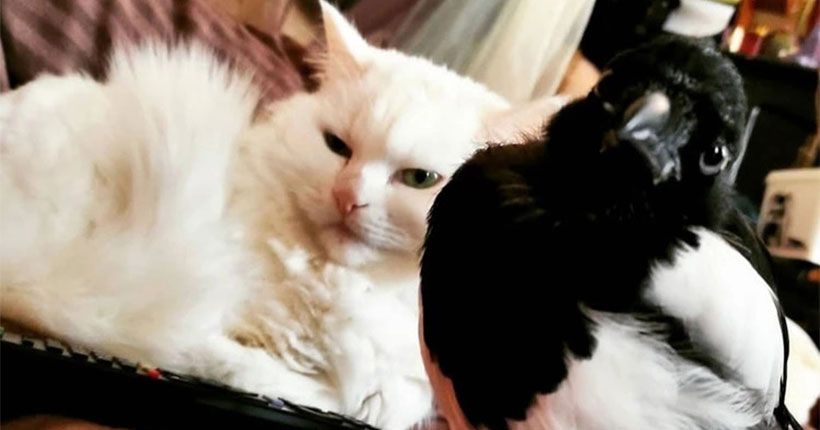 кошка и сорока