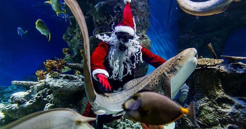 Подводный дед мороз