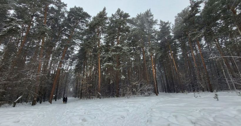 Инюшенский бор