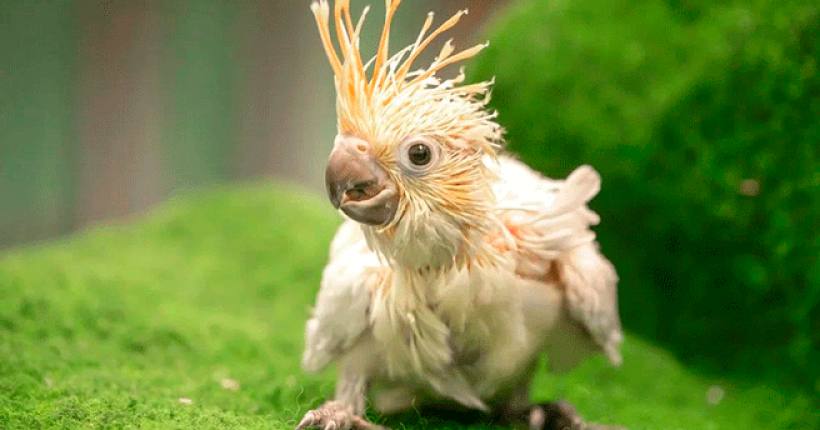 маленький какаду