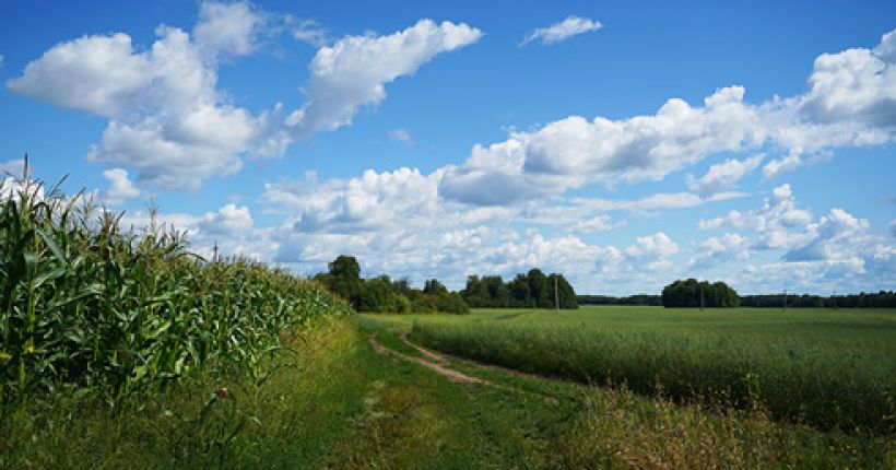 кукуруза