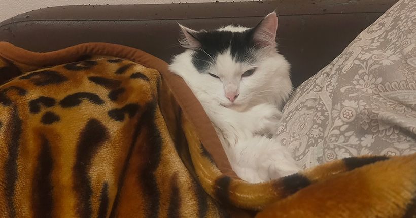кот