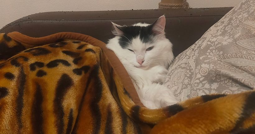кот