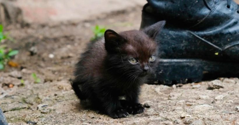 котёнок