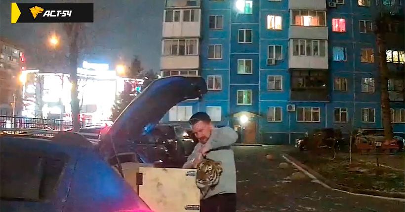 тигр