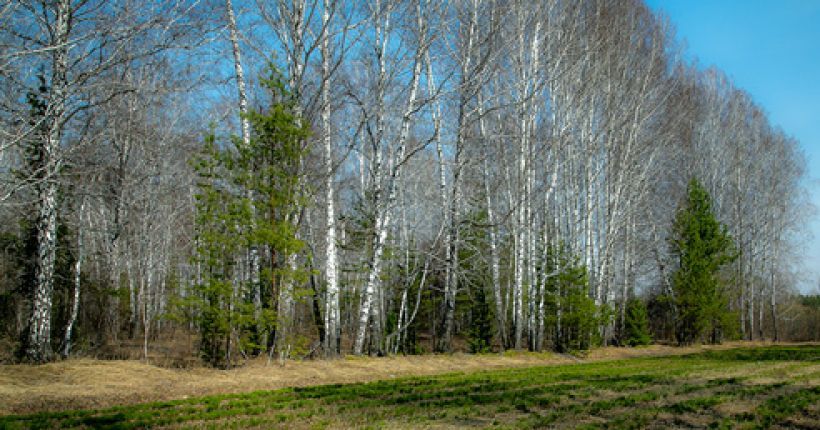лес