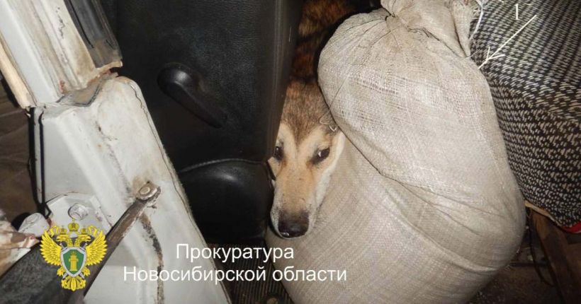 собака