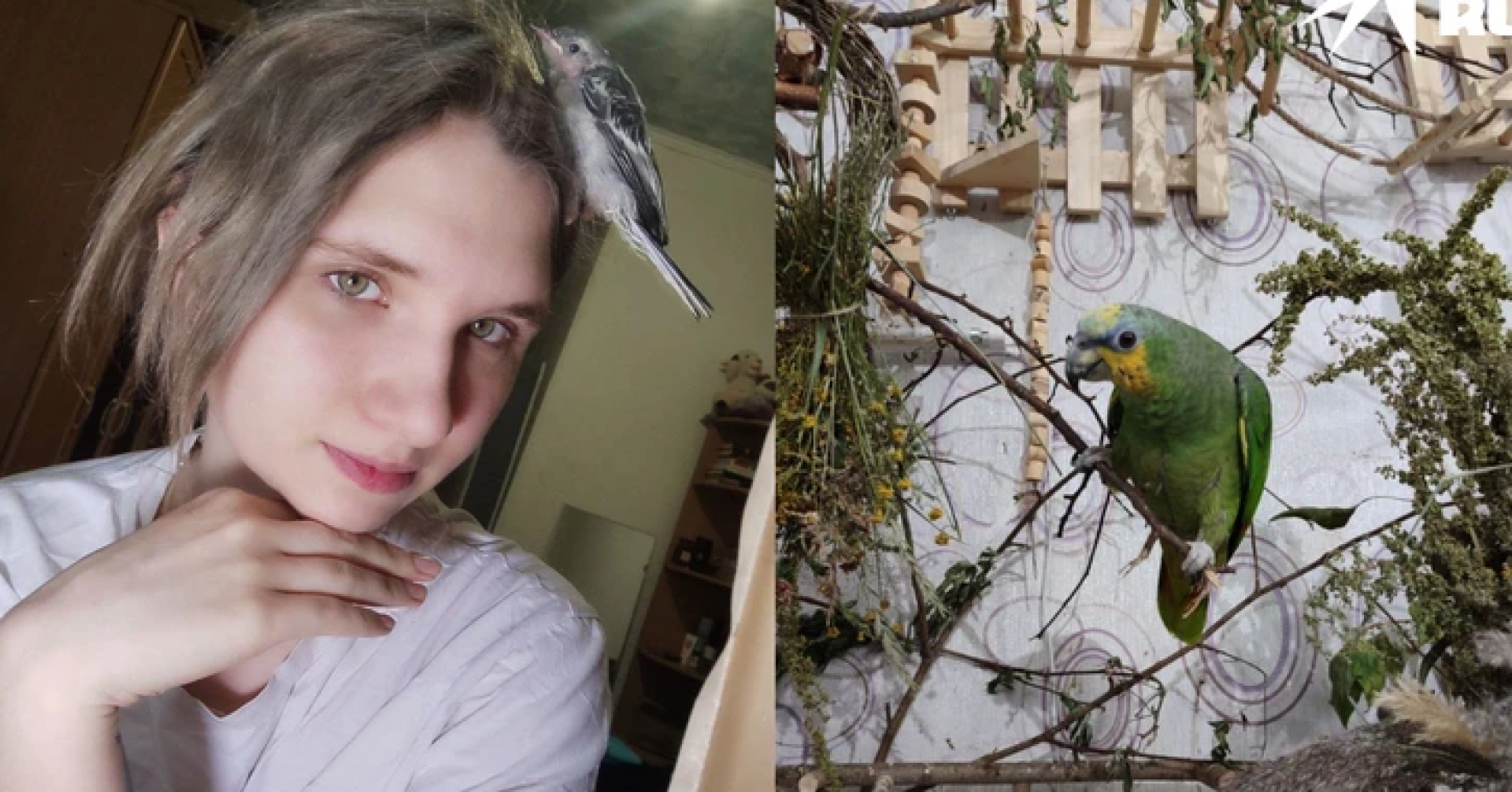 попугай