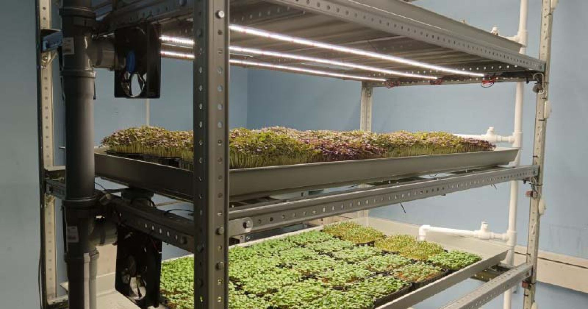 микрозелень