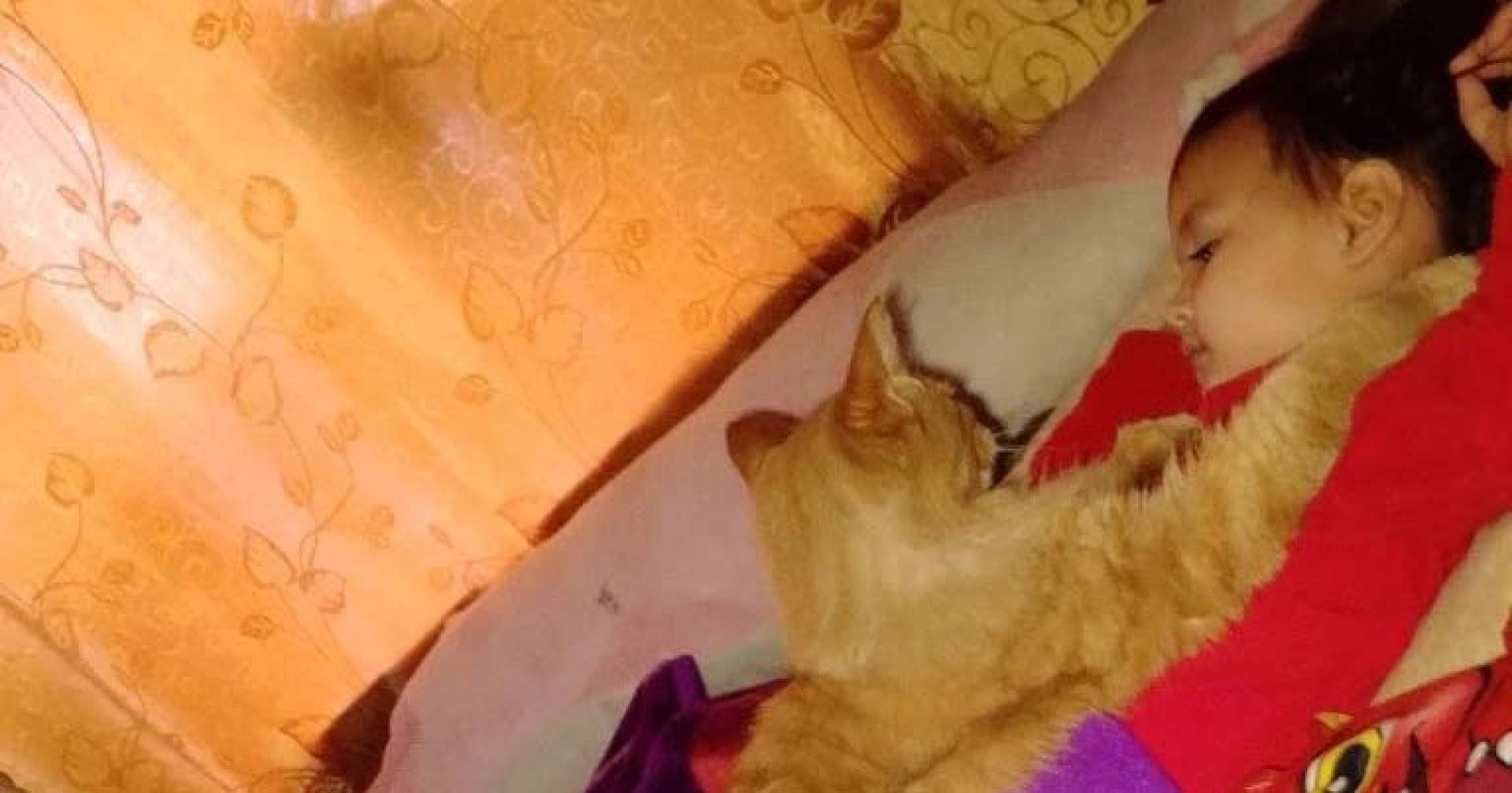 кошка и девочка