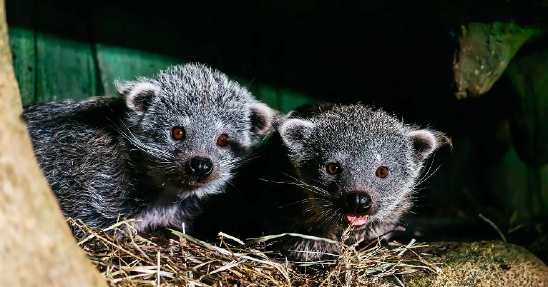 бинтуронги