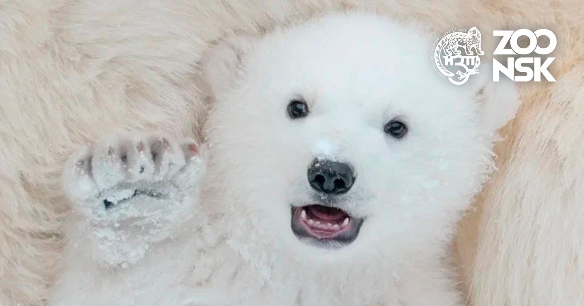 медвежонок