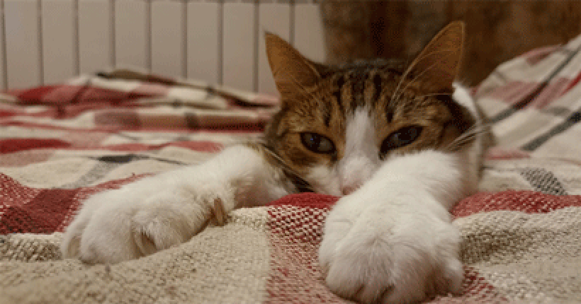 кот